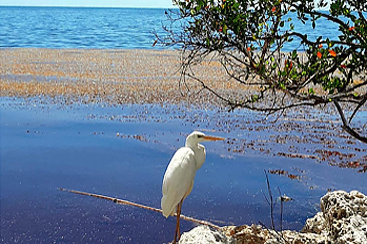 Sea Mist - Oceanfront-Lake-Kayak-Paddleboard-Bike Key Largo Exteriör bild
